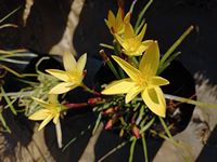 Zephyranthes primulina 