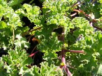 Pelargonium capitatum Pelargonium capitatum