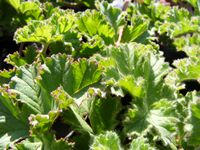 Pelargonium capitatum Pelargonium capitatum