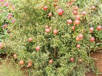 Punica granatum var. nana