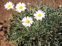 Tanacetum cinerariifolium Tanacetum cinerariifolium