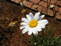 Tanacetum cinerariifolium Tanacetum cinerariifolium