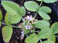 Rubus niveus