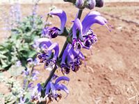 Salvia indica Salvia indica