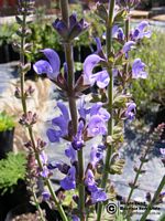 Salvia cadmica