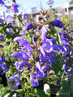 Salvia pratensis Salvia pratensis