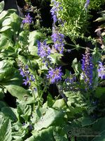 Salvia pratensis Salvia pratensis