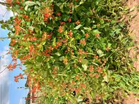 Phaseolus coccineus
