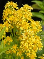Solidago virgaurea