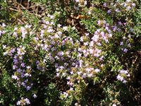Thyme praecox