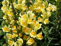 Linaria vulgaris