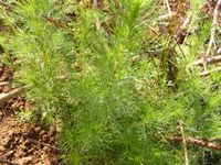 Artemisia scoparia