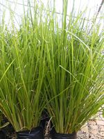 Vetiveria zizanioides