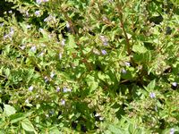 Scuttellaria lateriflora