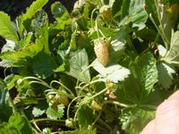 Fragaria vesca ‘White Soul’