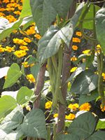 Phaseolus vulgaris Phaseolus vulgaris