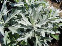 Artemisia ludoviciana