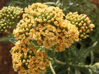 Achillea millefolium cultivars