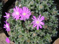 Trichodiadema densum