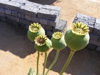 Papaver somniferum Papaver somniferum