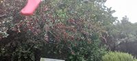 Crataegus laevigata Crataegus laevigata